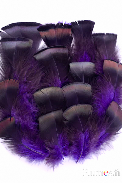 Dindon bronze - 5-15 cm - violet